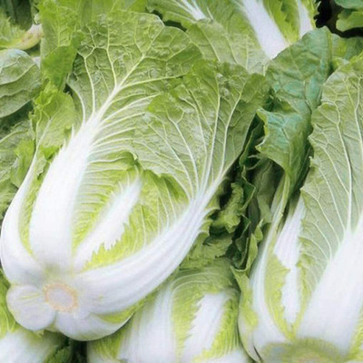 CYBEXIS Chinese Cabbage Seeds Prolific Easy Survive500 Seeds Seed(500 per packet)