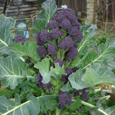 CYBEXIS Organic Purple Early Sprouting Broccoli Vegetable Salad Seeds2000 Seeds Seed(2000 per packet)