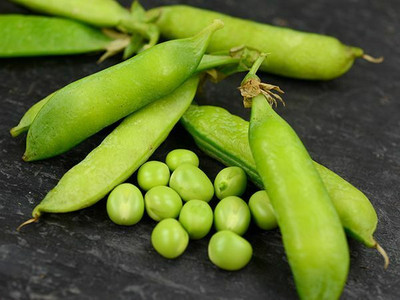 Quentova Matar Peas Organic-XII-8H Seed(250 per packet)
