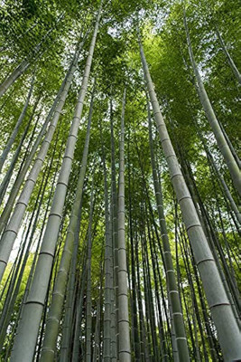 ibains Bamboo plant seeds Seed(15 per packet)