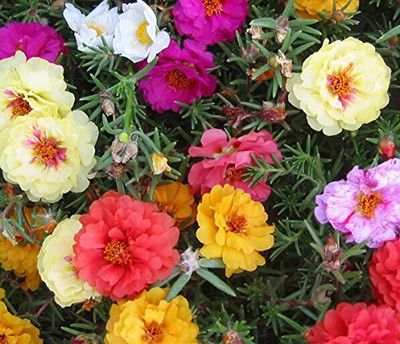 Qualtivate LX-133 Hybrid Portulaca Moss Rose Double Mix Flower Seeds Seed(50 per packet)