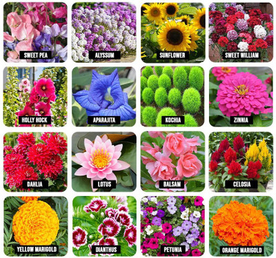 Aywal 16 Variety Of Flower Seeds Combo Pack Seed(20 per packet)
