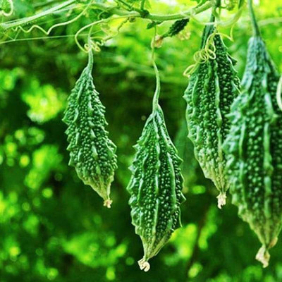 Cloud Farm Bitter Gourd Hybrid Long 40 Seed(40 per packet)