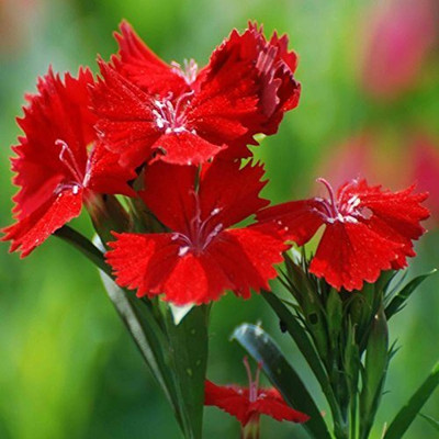 Epazo Hybrid Dahlia Double Flower Seed(130 per packet)