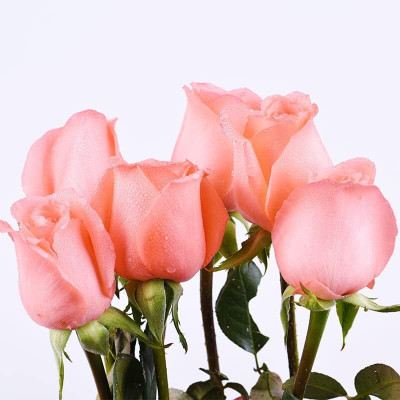 Qualtivate HUA-1A Orange Salmon Rose Seeds Seed(25 per packet)