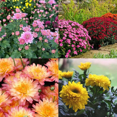 AMAJIT Chandramallika Flower Seeds,Chrysanthemum, Shevanti, Guldawari , Saamandi Seeds Seed(20 per packet)