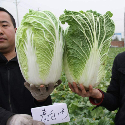 CYBEXIS Chinese Cabbage Seeds2000 Seeds Seed(2000 per packet)