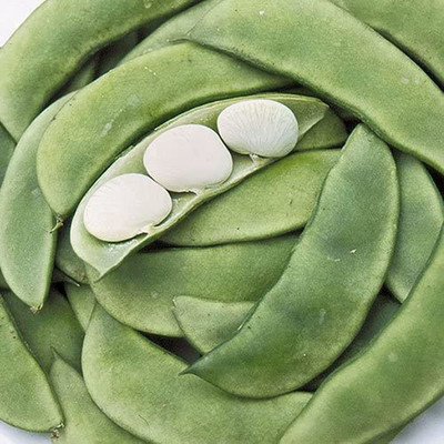 CYBEXIS Lentil Seeds, Beans Annual Haricot Vegetable-100 Seeds Seed(100 per packet)
