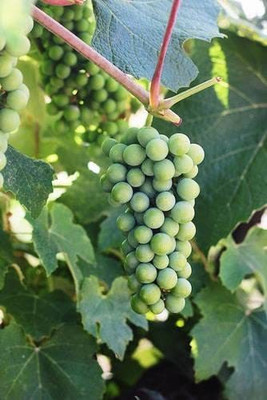 Decon Grapes Seed(25 per packet)