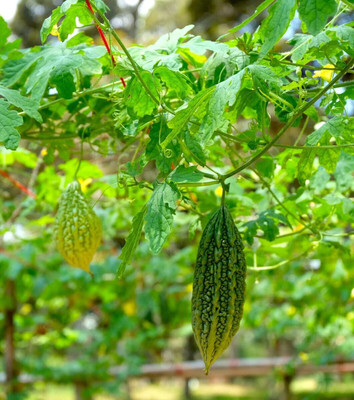 jkfarm Hybrid Bitter Gourd, Uchchhe, Karela Seed(120 per packet)