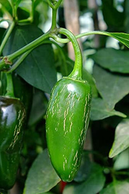 WILLVINE PAU -V Chilli Jalapeno Pickled Chilli[50gm, 10000 Seeds] Seed(10000 per packet)