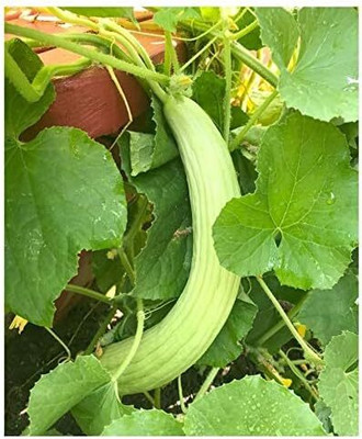 Qualtivate PUA-1A Armenian Long Melon Cucumber Seed(200 per packet)