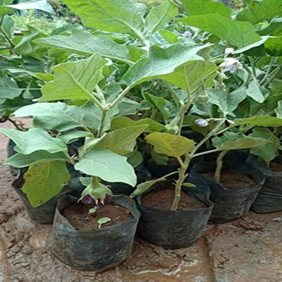 LPR BAGAN Seed(40 per packet)