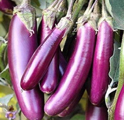 UGRA Brinjal Seed(2000 per packet)