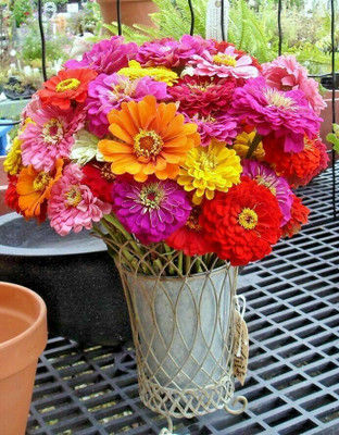 UGRA GIANT CALIFORNIA ZINNIA MIX Seed(5 per packet)