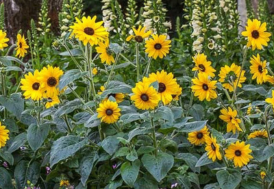 BSARKAR miniature sunflower seed Seed(25 per packet)