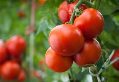 BDSresolve All season tomato seeds/tomato seerds 70 Seed(70 per packet)