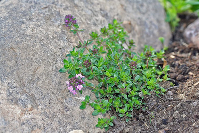 CYBEXIS VXI-70 - Creeping Thyme Culinary Herb - (150 Seeds) Seed(150 per packet)