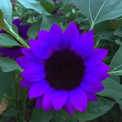 MAA Sunflower Seed(85 per packet)