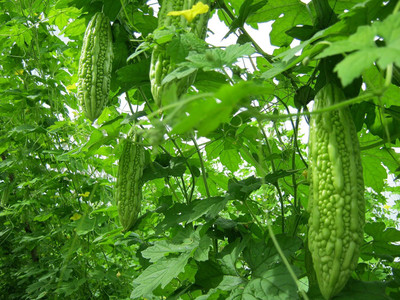 KNESSiN GREEN Bitter Gourd Organic F1 Hybrid Seeds Seed(100 per packet)