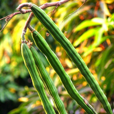 CEZIUS Nuggekai Murungaikkai Shevgyachya Mullakkada DRUMSTICK Organic Moringa Oleifera Seed(500 per packet)