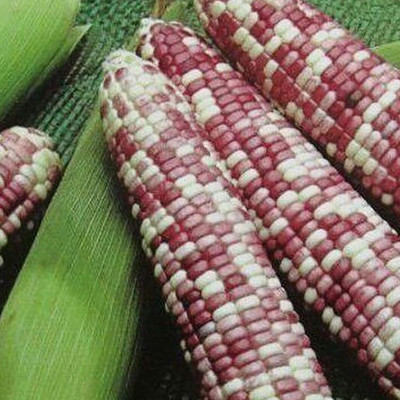 KNESSiN Prolific Corn Seed(200 per packet)