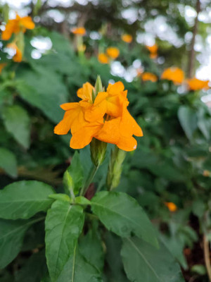 SeedStore kanakambaram-firecracker-crossandra Seed(13 per packet)