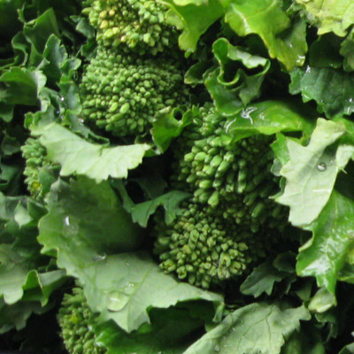 VibeX ® XLR-371 Broccoli Raab Spring- Italian Specialty Seed(200 per packet)
