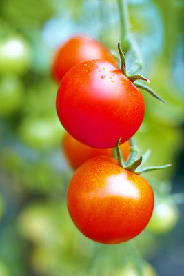 Sakuntala Hybrid Seeds tomato Seed(135 per packet)