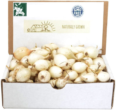 Qualtivate PUAS-8A White Onions Seeds Seed(500 per packet)