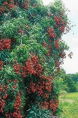 Aro Litchi, Lichi, Lychee Seed(10 per packet)