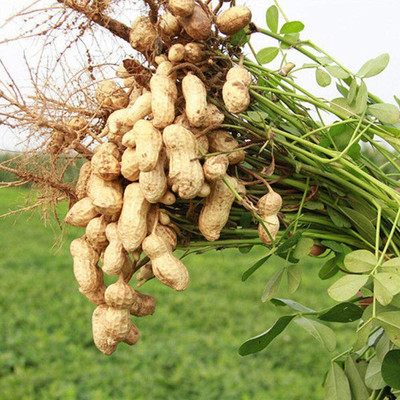 CYBEXIS Heirloom Black Peanut Plant Seeds for Planting2000 Seeds Seed(2000 per packet)