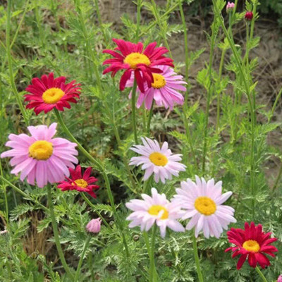VibeX TLX-7 - Daisy Chrysanthemum Colorful Fresh Premium Flower - (90 Seeds) Seed(90 per packet)