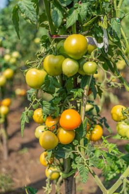 KDA tomato Seed(120 per packet)