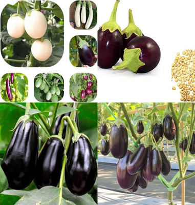ibains Brinjal seeds bij 53 Seed(53 per packet)