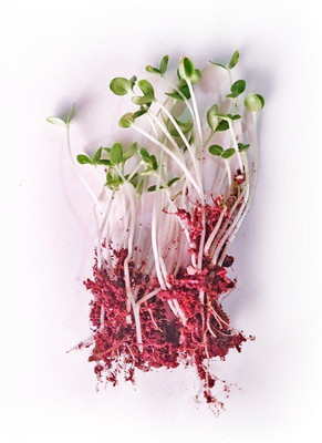 CYBEXIS SESAME MICROGREEN SEEDS2800 Seeds Seed(2800 per packet)