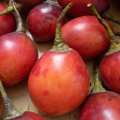 KNESSiN Easy to Grow Tamarillo Tree Tomato Seeds For Kitchen Gardening - (400 Seeds) Seed(400 per packet)