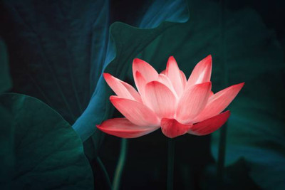 PROWSEED lotus,kamal gatta Seed(10 per packet)