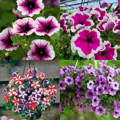 ibains Petunia seeds mix colour hybrid bij 32 Seed(32 per packet)