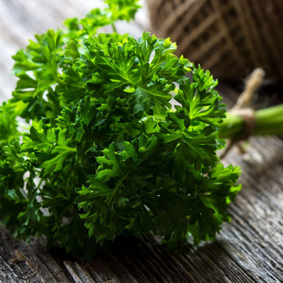 CYBEXIS VVI-21 - Parsley Forest Green - (2250 Seeds) Seed(2250 per packet)