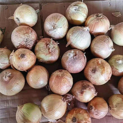 Quentova Organic Onion Pyaj-KGF-3U Seed(250 per packet)