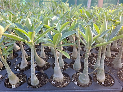 Qualtivate PUAS-438 Adenium Obesum Seed Non-GMO Seed(30 per packet)
