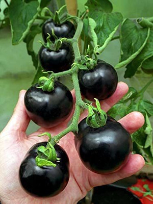 ENINE Tomato Seed(50 per packet)
