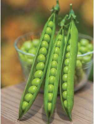 Avysa Organic Green Peas Seed(400 per packet)