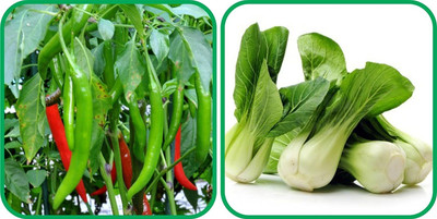 WILLVINE HAR -II Pak Choi And Chilli[2.5gm, 500 Seeds] Seed(500 per packet)
