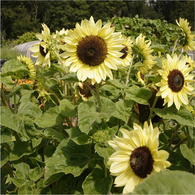VibeX LXI-90 - Sunflower - (150 Seeds) Seed(150 per packet)