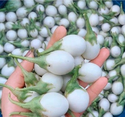 Avysa Thai White Eggplant Seed(50 per packet)
