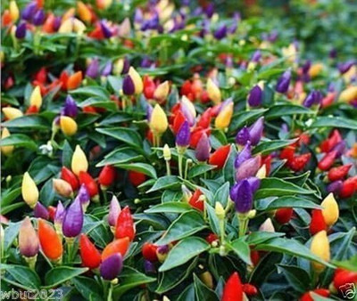 Qualtivate XXX-7A Vietnamese Multi color Chilli Pepper Seed(300 per packet)