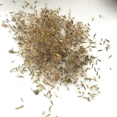 WILLVINE STEVIA SEEDS - SWEET HERB-[2000 Seeds] Seed(2000 per packet)