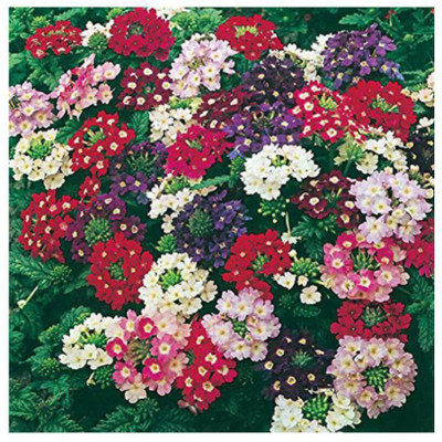 XOLDA Exotic verbena Seed(38 per packet)